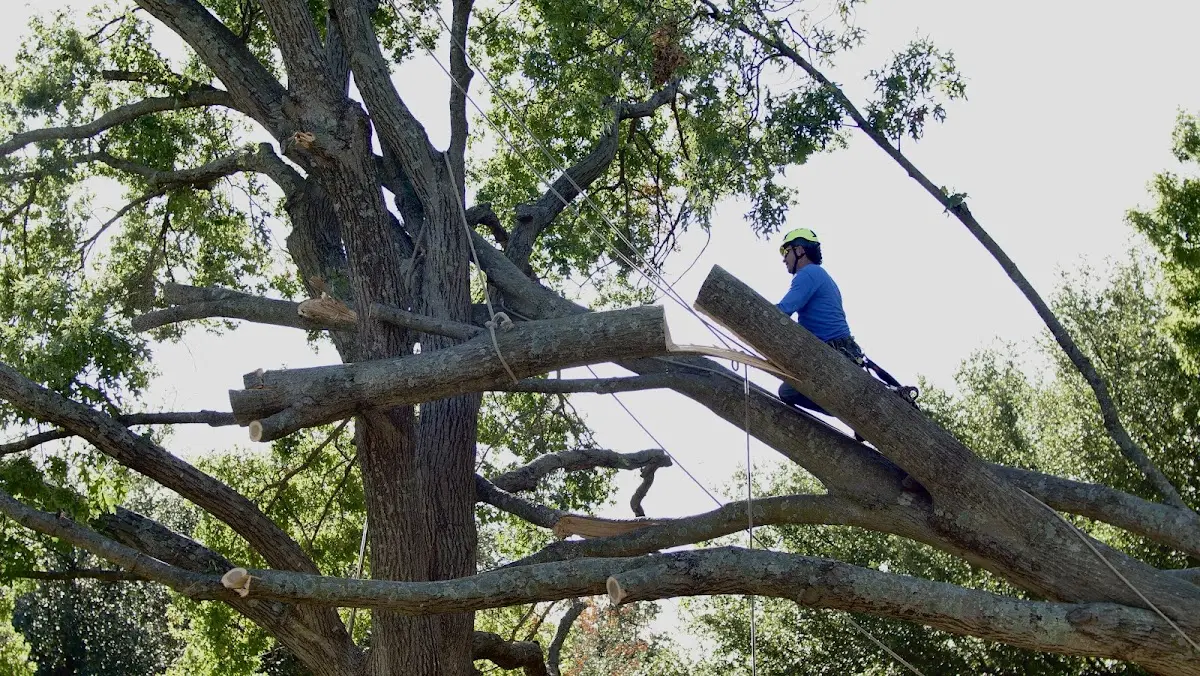 Professional Crown Thinning performed by certified arborists in North Lima