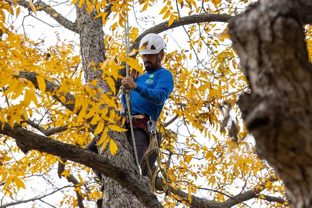 Skilled Tree Pruning crew working in North Lima