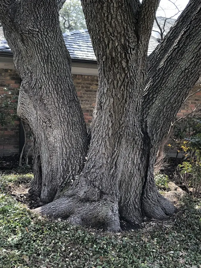 Mature heritage tree close to a North Lima property cared for by certified arborists