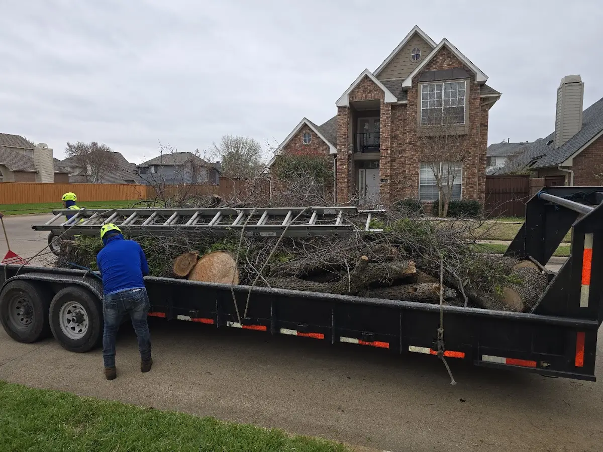 Expert Tree Removal with proper safety equipment in North Lima
